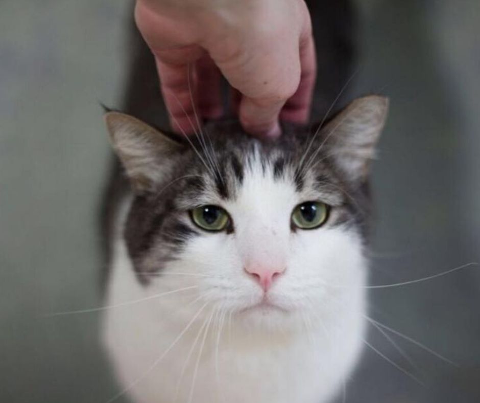 Cat Volunteer Opportunity at Utah Animal Adoption Center