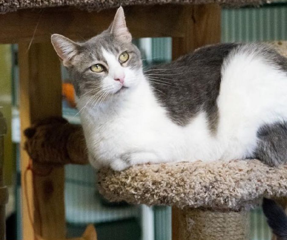 Cat on cat tree at Utah Animal Adoption Center
