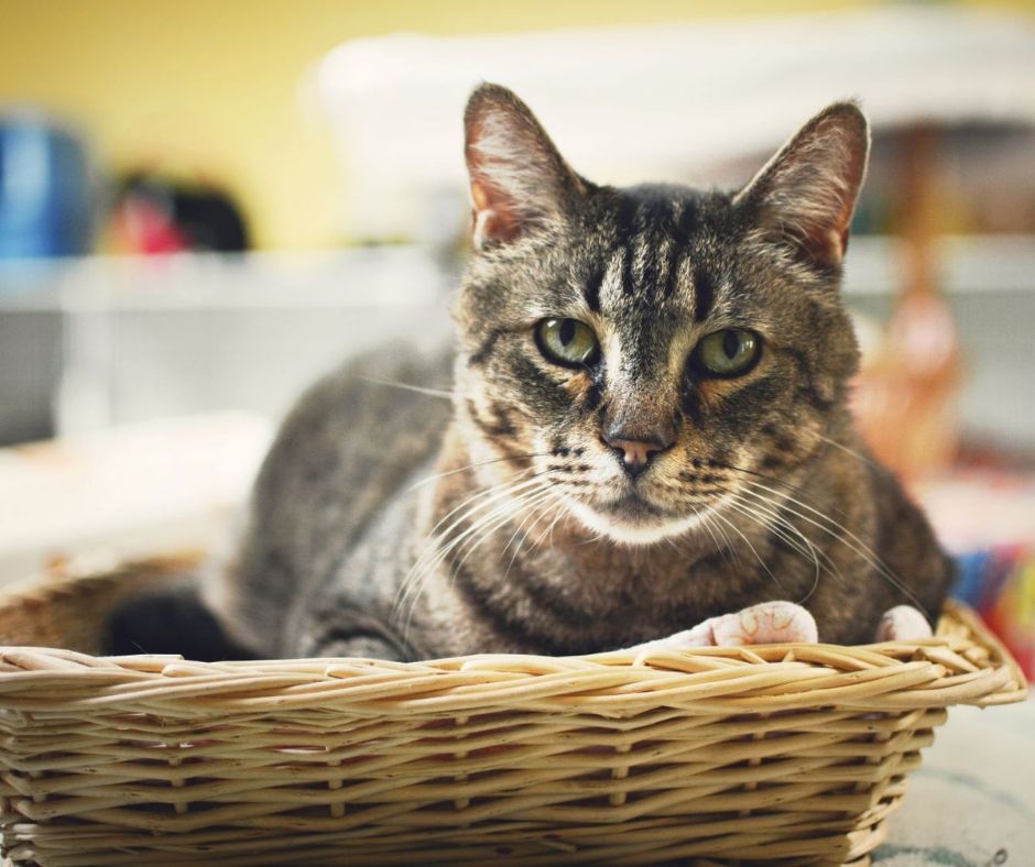Gray Cat at Utah Animal Adoption Center
