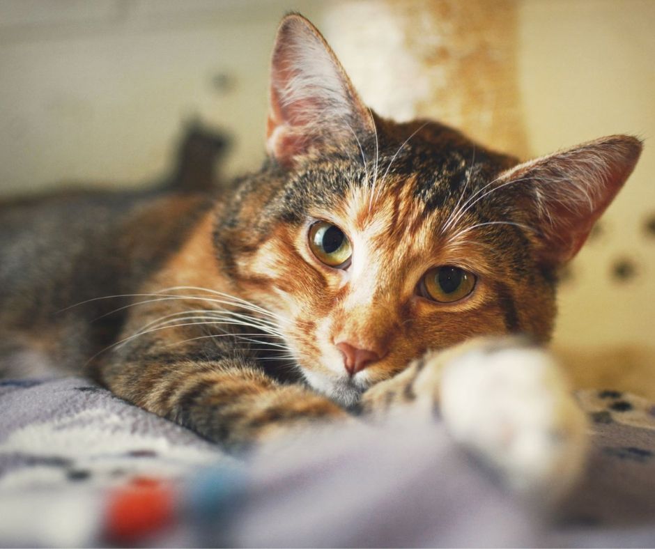 Adopt Utah Animal Adoption Center Salt Lake City