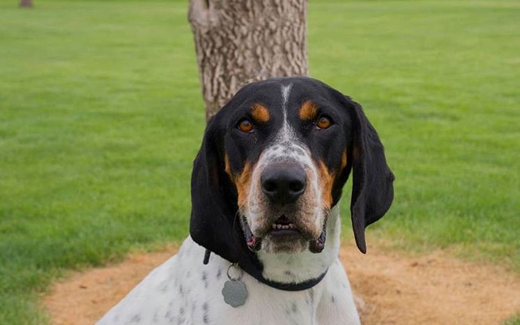About Us Dog at Utah Animal Adoption Center in Salt Lake City