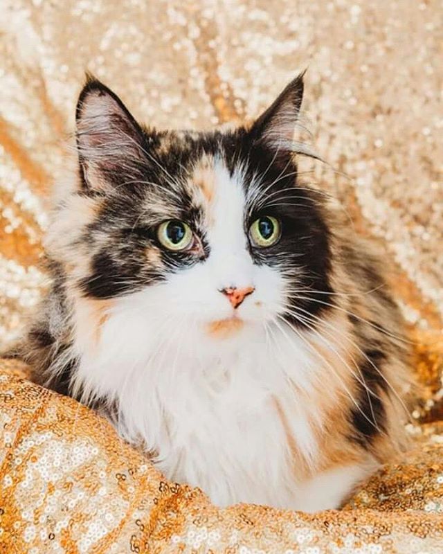 adopt cat Cat from Utah Animal Adoption Center in Salt Lake City