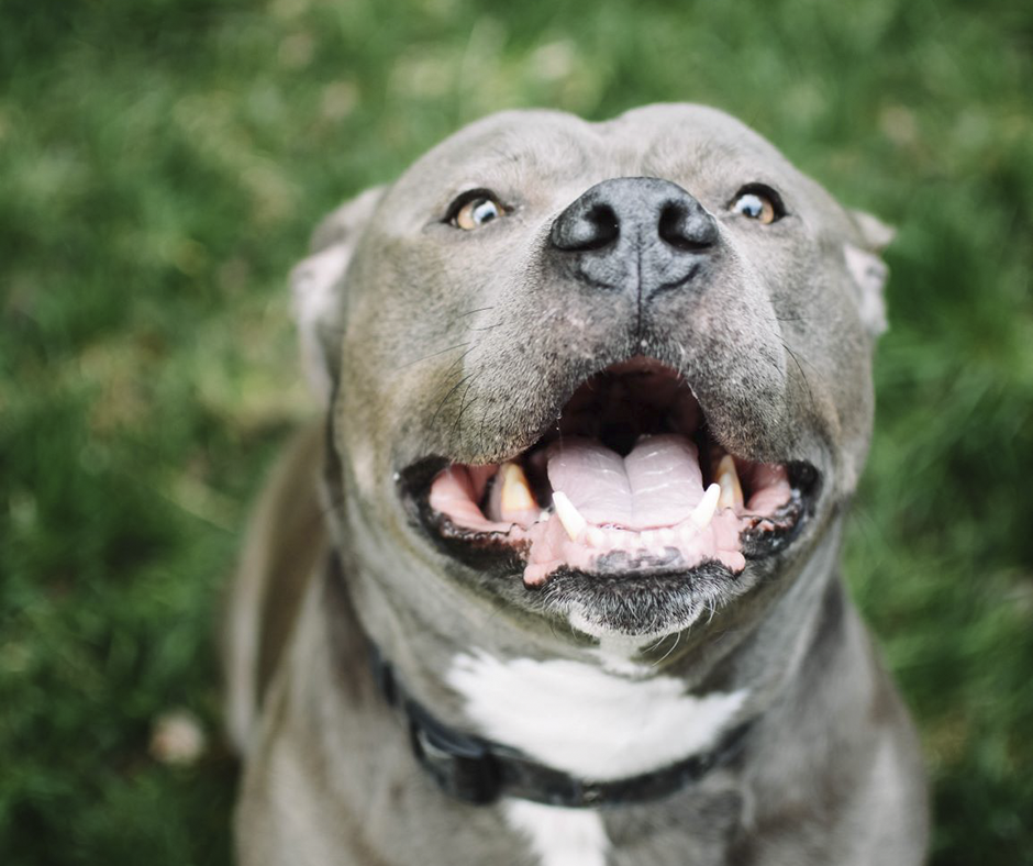 Gray-Dog-at-Utah-Animal-Adoption-Center